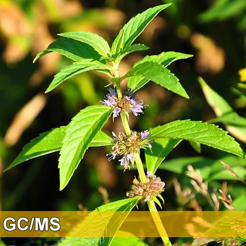 Wild Mint-野薄荷